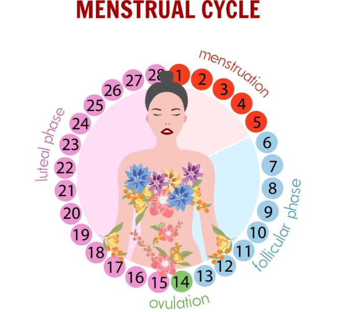 menstrual cycle phases