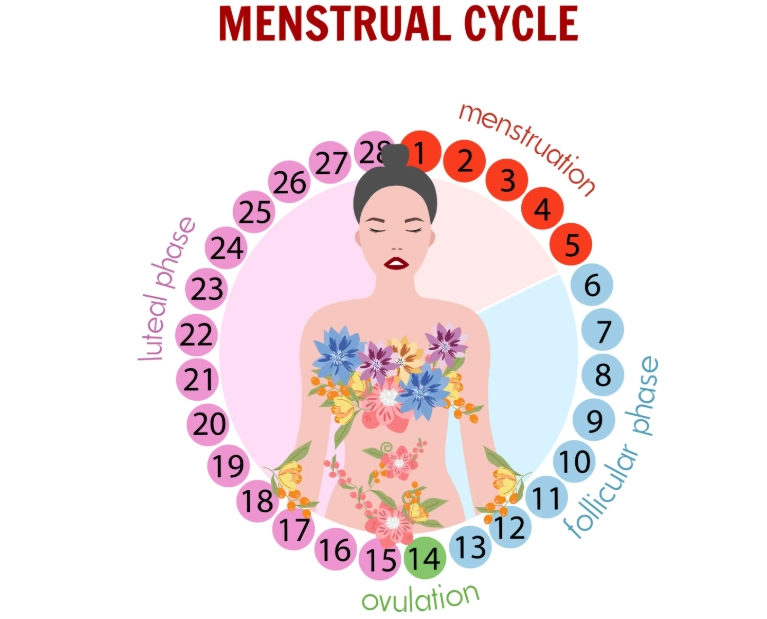 Menstrual cycle symptoms