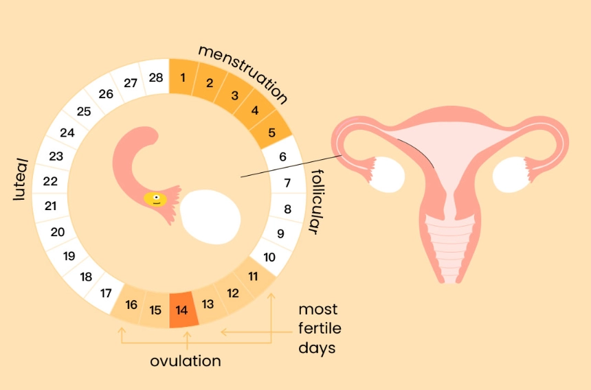 menstrual cycle symptoms