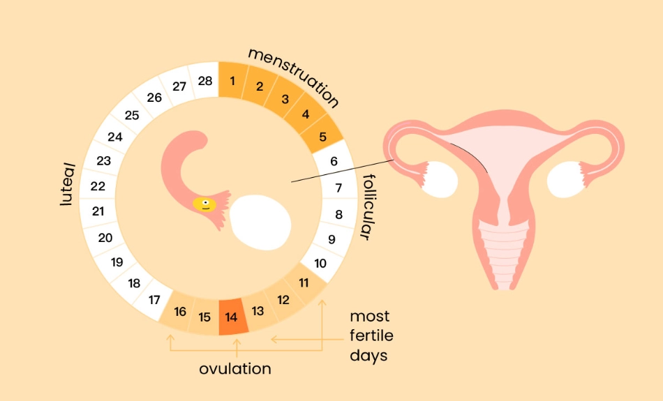 period cycle length