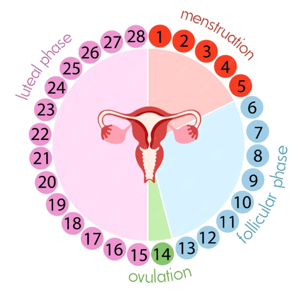 Menstrual cycle days