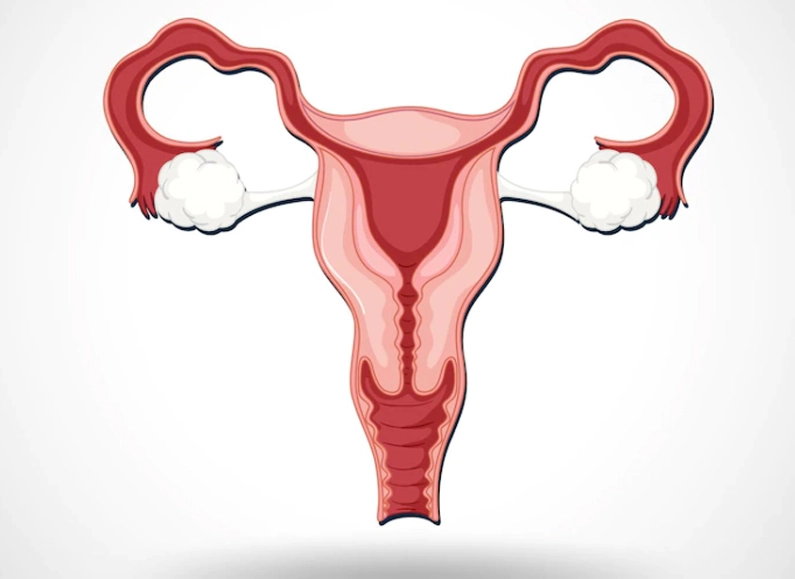 ovarian function