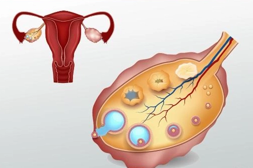 What is ovarian health?