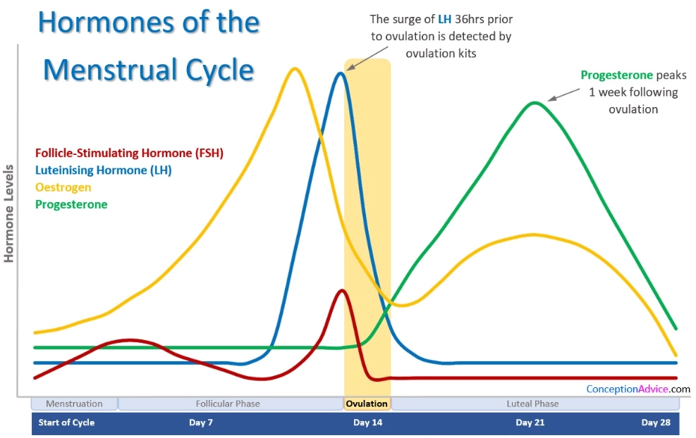 period symptoms by phase