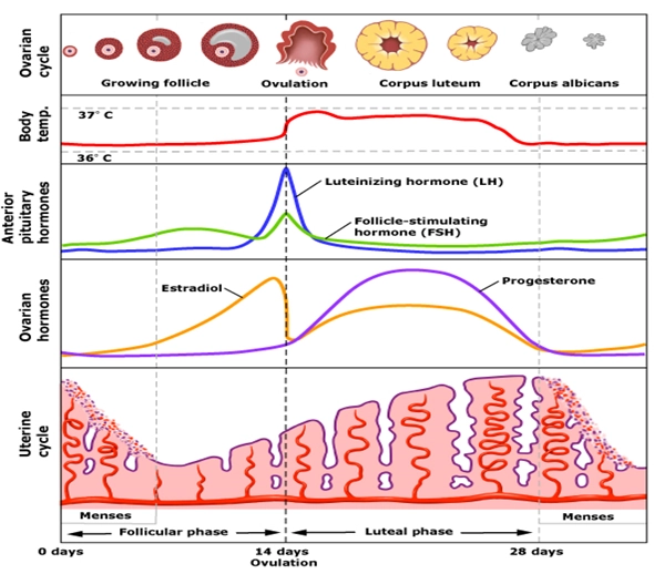 how to track menstrual cycle