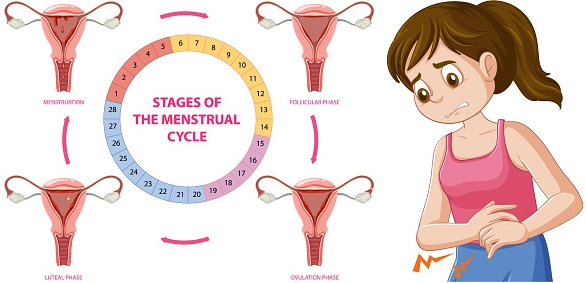 menstrual cycle menstrual cycle