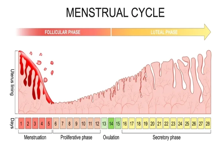menstrual cycle menstrual cycle