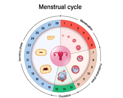 menstrual cycle length menstrual cycle length