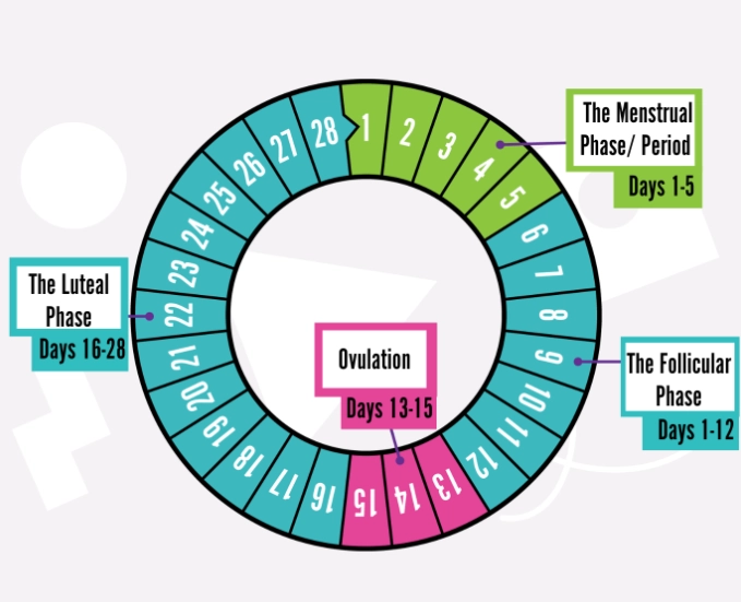 menstrual cycle length menstrual cycle length
