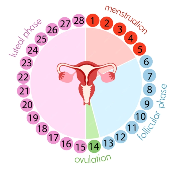 Menstrual cycle phases