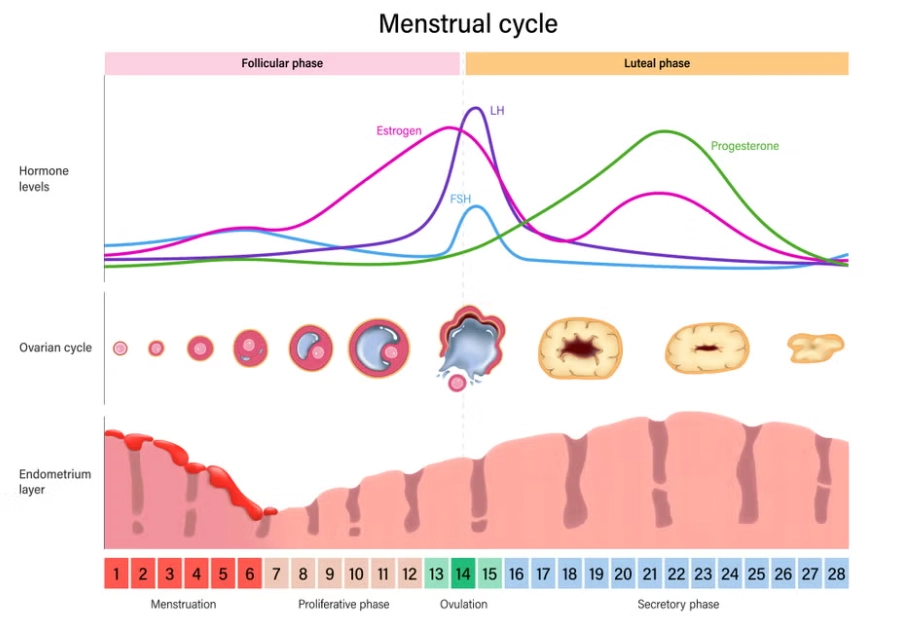 menstrual cycle phases