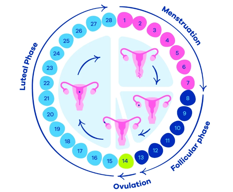 how to track menstrual cycle