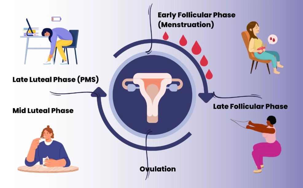 menstrual cycle phases menstrual cycle phases