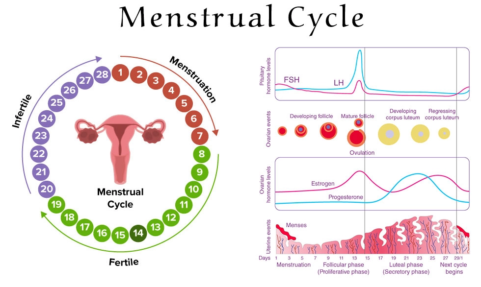 period symptoms period symptoms