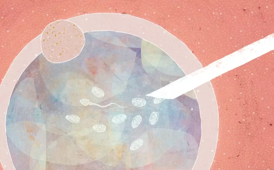 embryo glue embryo glue