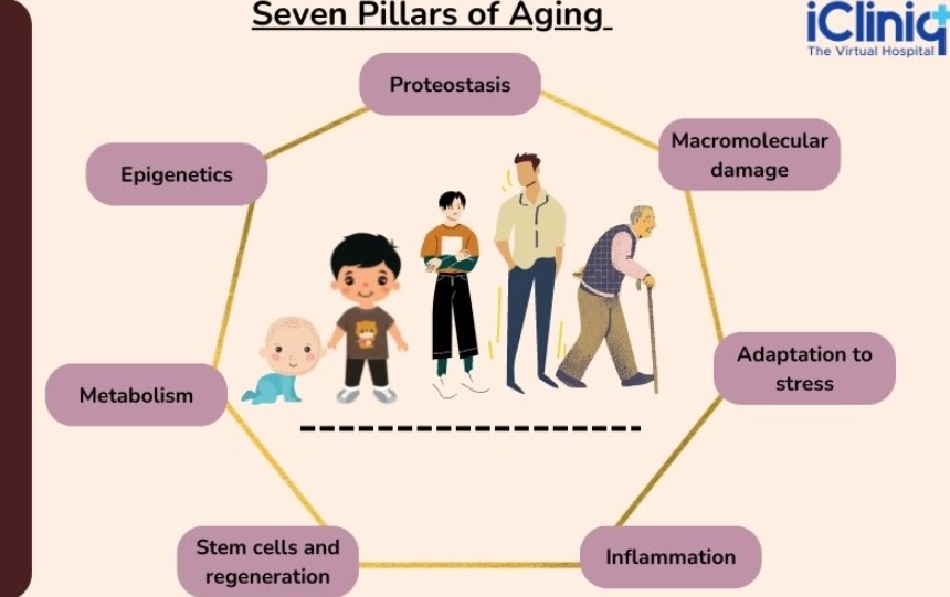 What are the 7 pillars of anti-aging?
