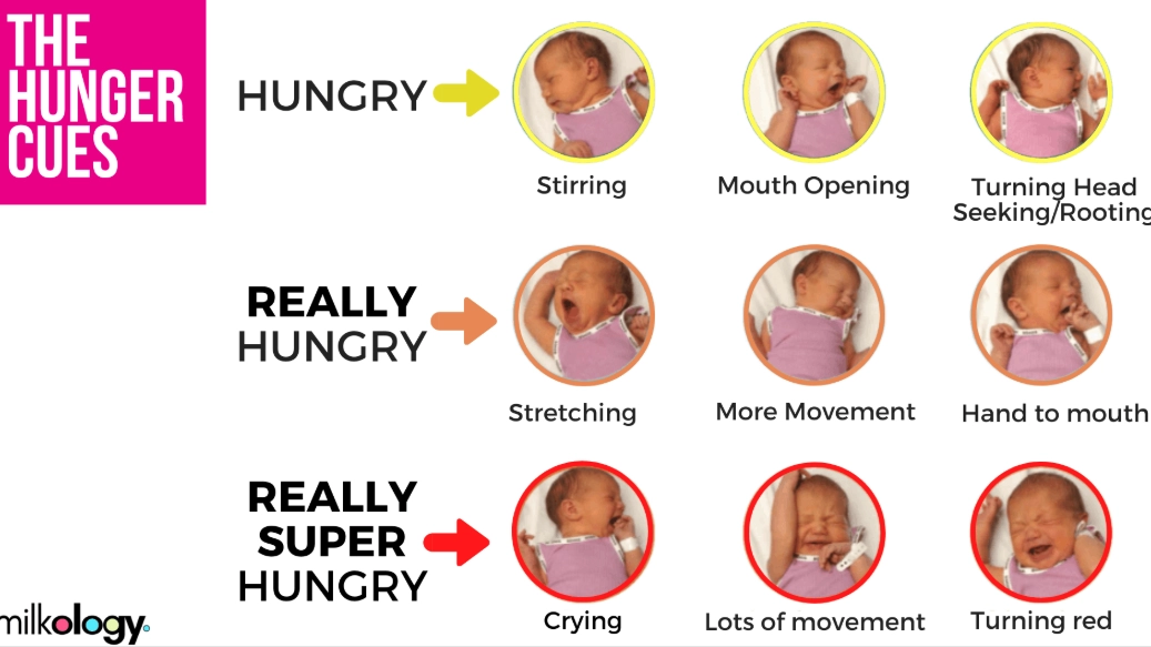 newborn feeding schedule newborn feeding schedule