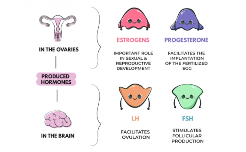 What is hormonal balance in females?